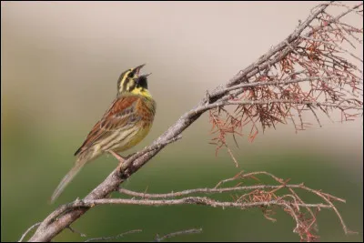 Ce passereau niche dans les campagnes et y réside quasiment toute l'année. Quel est son nom ?