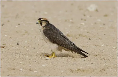 En Europe, ce rapace ne niche qu'en Italie et dans les Balkans ; mais on le trouve également en Afrique du Nord et au Moyen-Orient. Il s'agit...