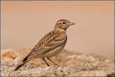 Nicheur dans les plaines, cultivées ou non, du Sud et de l'Est de l'Europe ; ce passereau se nomme...