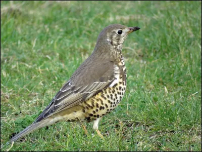 Cet oiseau qui affectionne les zones boisées est également le plus grand de sa famille à être présent en Europe. C'est...