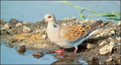 Au mois de juin, on peut entendre chanter cet oiseau dans les grands arbres des milieux bocagers, mais cette espèce se raréfie gravement depuis plusieurs années. Elle se nomme...
