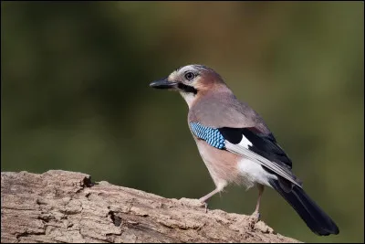 De plus en plus commun, cet oiseau peut de nos jours être vu jusqu'en ville malgré sa discrétion. Il se nomme...