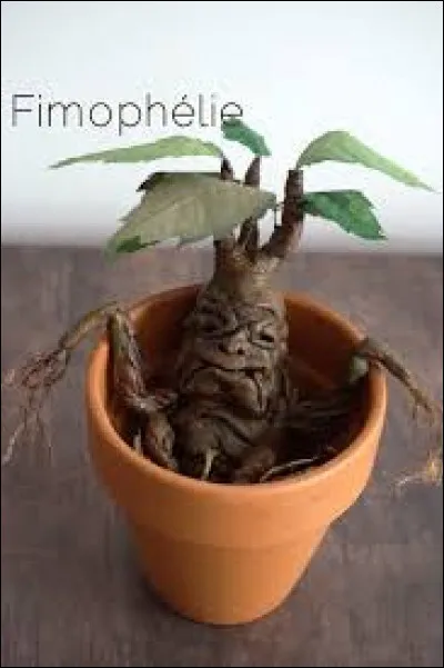 Maintenant, tu es en herbologie et vous étudiez les mandragores.