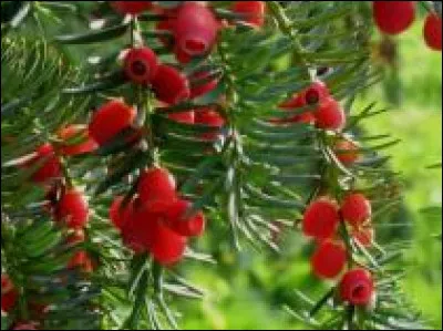 Un chaton de ton clan vient d'avaler des baies empoisonnées, tu dois lui donner...