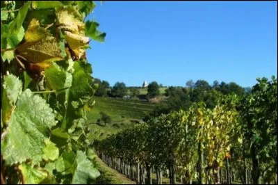 Un petit vignoble célèbre se trouve à proximité de Pau. Lequel ?