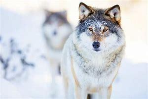 Quiz Loups