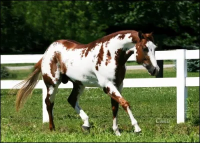 Quelle est cette race ?