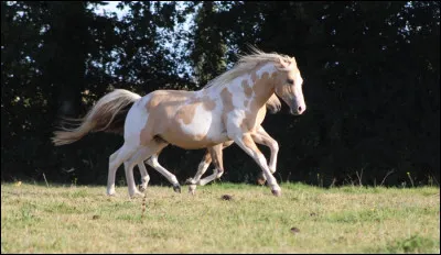Quel est cet animal ?