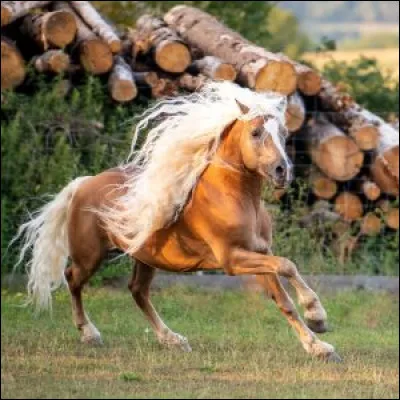 Le Haflinger est :