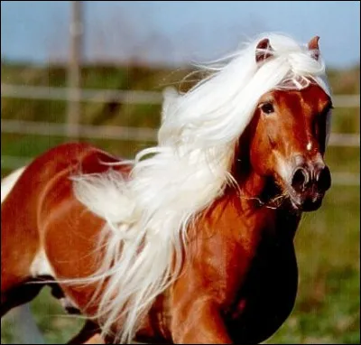 Un Haflinger adulte pèse environ :