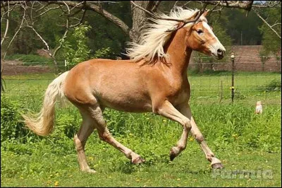 Le Haflinger mesure :