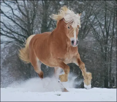 Quel est son nom scientifique ?