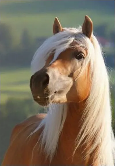 Quels sont les traits de caractère du Haflinger ?