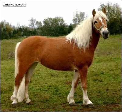 Quelle est la discipline fétiche du Haflinger ?