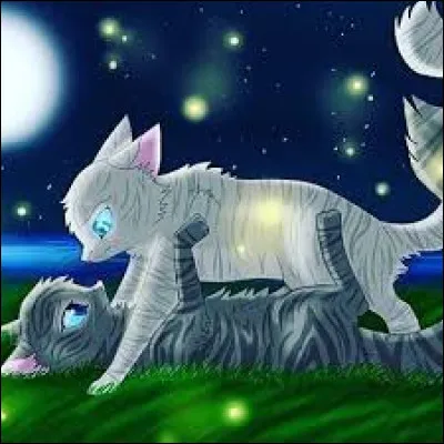 Qui sont ces chats ?