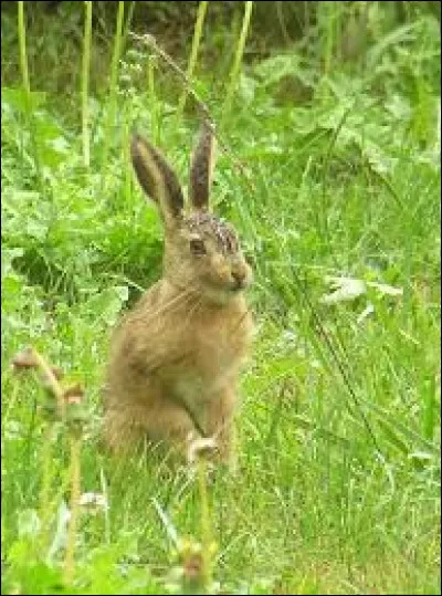 Quelle est la femelle du lièvre ?