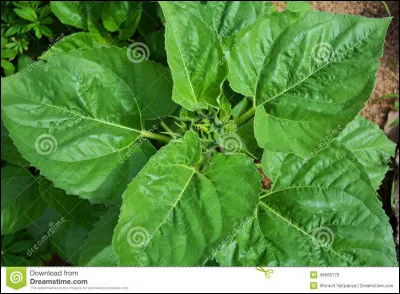 De quelle couleur sont les tournesols ?