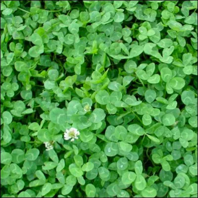 Combien le trèfle a-t-il de feuilles ?