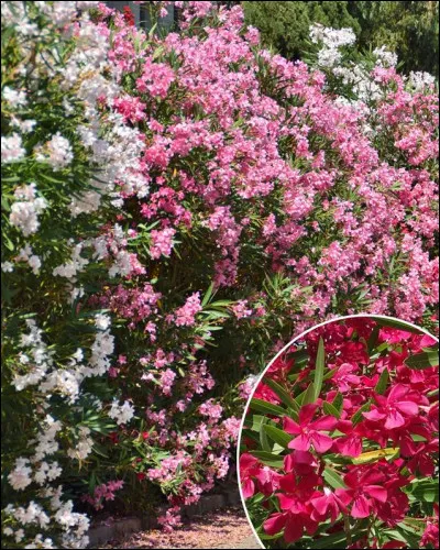 Quelle fleur n'a pas d'épines ?