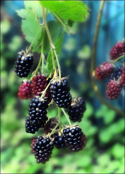 En quelle saison les mûres poussent-elles ?