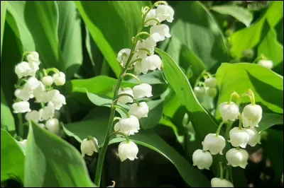Quelle fleur est faite de clochettes ?