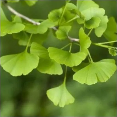 Quel arbre n'a pas d'épines ?