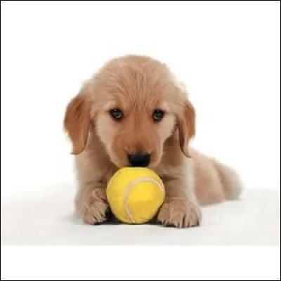 Quelle est cette race de chien ?