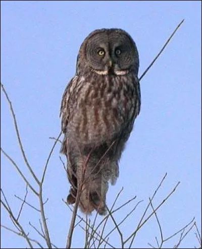 Quand Errol apporte la beuglante pour Ron Weasley, dans quel plat tombe-t-il ?