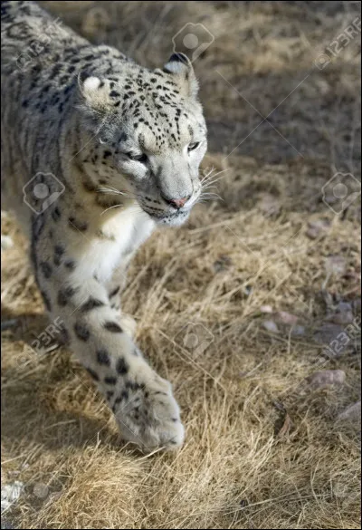 Qu'avons nous en commun avec les f&eacute;lins (pour la plupart) ?