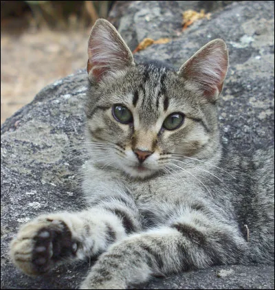 Cliquez sur l'image d'un chat en col&egrave;re.
