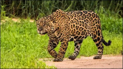 Les chats une esp&eacute;rance de vie de...