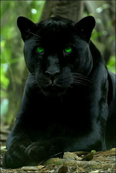 Tous les f&eacute;lins sont m&eacute;chants (si on enl&egrave;ve les chats domestiques).