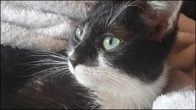 Dans la catégorie des animaux, comment dit-on "un chat" en espagnol ?