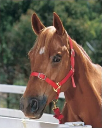 Prancer était un cheval de course.