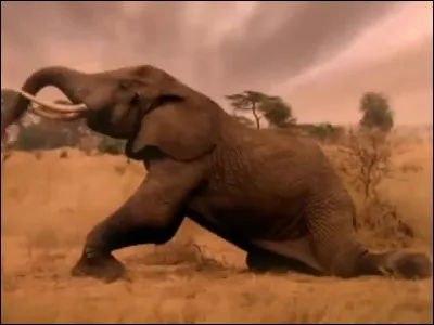 Dans quel clip de Michael Jackson voyons-nous ce pauvre éléphant ?