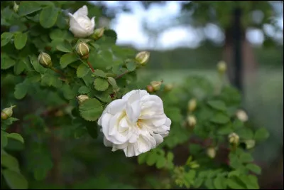 Terne, sans vigueur, sentimentale, en ce qui concerne un film, une série télé, une oeuvre littéraire !
