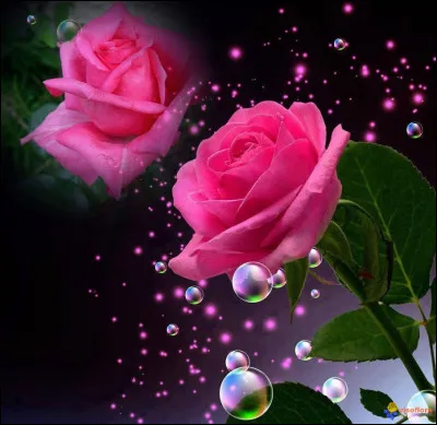 Qui chanta "J'avais oublié que les Roses sont roses" ?