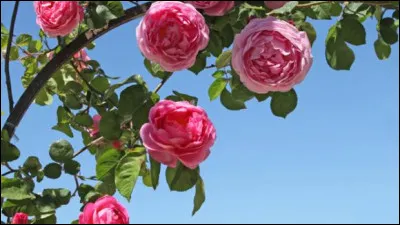 Quelle rose est appelée "rose de tous les mois" ?