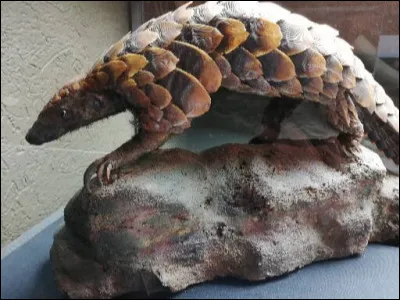 Ta quête t'amène au musée d'Histoire naturelle où tu rencontres un animal d'Asie qui a beaucoup fait parler de lui. De quel animal s'agit-il ?