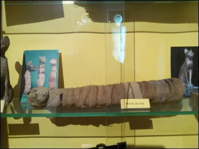 Te voilà arrivé dans la salle d'Égyptologie. Plusieurs momies sont présentes dans la salle, dont la momie d'un animal. De quel animal s'agit-il ?