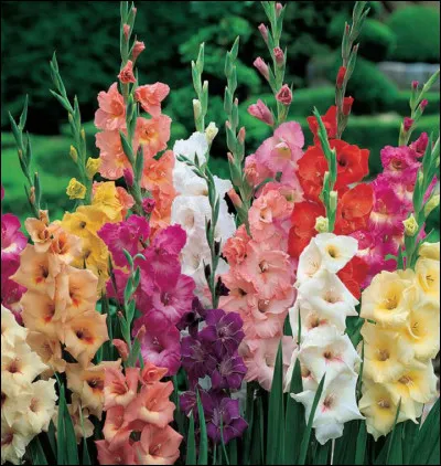 De quel nom latin vient le glaïeul ?