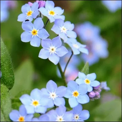 Que signifie la fleur myosotis en grec ?