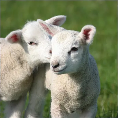 Et maintenant, l'intrus est...