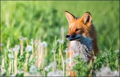 C'est une blague, vous ne savez pas ? L'intrus est :