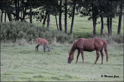 Peut-être vous tromperez-vous, quel est l'intrus ?