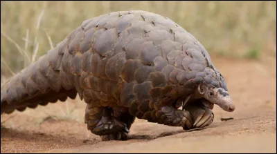 Quel animal est-il ? (en espagnol)