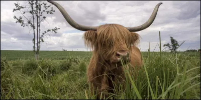 Quelle race de vache apercevons-nous ici ?