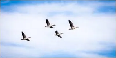 Si tu pouvais voler, quel serait ton rythme favori ?