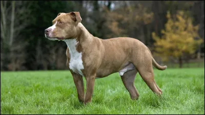 Quelle est la race de ce chien ?