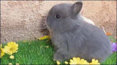 Quelle est la race de cet animal ?